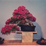 Bougainvillea Glabra  1925