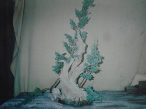 The 2 trees root pruned and wrapped ready for the demo. They are 2 and 3 year old cuttings of Juniper procumbens nana.
