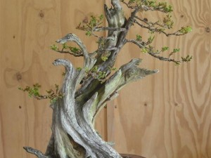 After a fair clean out and a hard prune to generate back budding