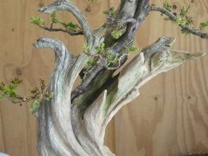 Starting to clean up the wood as it has become very weathered