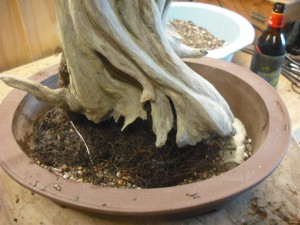Time to get it back in the pot with some new soil