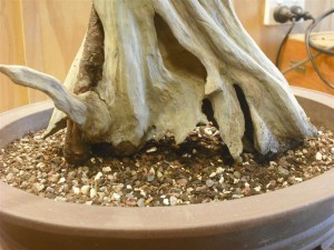 I planted it low and left the soil level down to keep the moisture away from the base of the wood