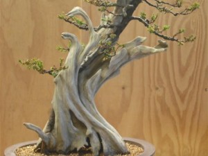Time to put it back on the plinth and let it grow free for a while