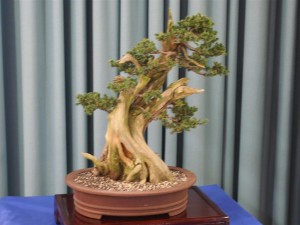 And again in 2008. Not enough serious work performed on this tree yet
