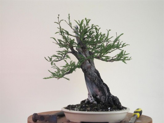 I took the chisel to the main right branch and split it from the tree and wedged it to drop the angle downward better.