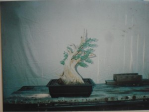 After the demo, planted up and home ready to grow