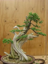 Starting to come along nicely. Need to compact the apex as much as possible as it is looking to tall