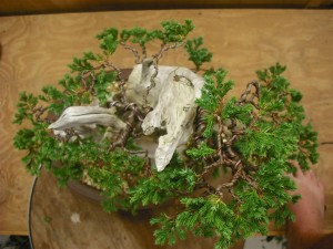 From the top. I am happy with the early development of the structure of this tree