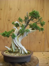 March 2012 and I am happy to start working with the new growth to start to reshape the tree