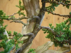 I positioned a screw through from the back of the live tree to pull it back in closer to the wood and balancing the direction nicely