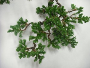 All usable size branches were wired to form compact layers