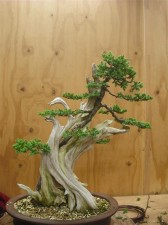 Working my way up the tree and trying to keep the foliage tight to the trunk