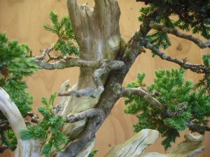 The tree had come away from the wood at the top and was looking out of place. It also means the apex is further from the wood, and I would like it closer