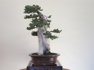 Just need that little back branch to grow more for some extra depth