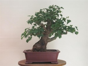 After yet another prune. Reducing the leaf size at every step