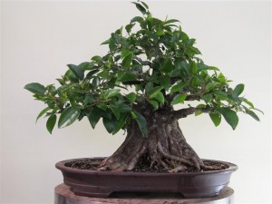 Just a light thin out again, with very few tips pruned on the remaining growth.
This tree is currently overdue for the next round, and I will be adding to this gallery soon