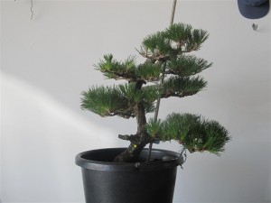 After the hair cut things look a bit more even. This tree is developing nicely and receiving great care