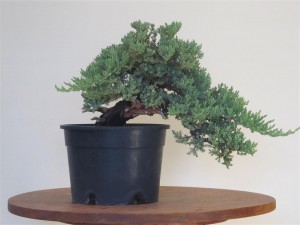 It has been let run free since then to maintain strength and develop stronger roots