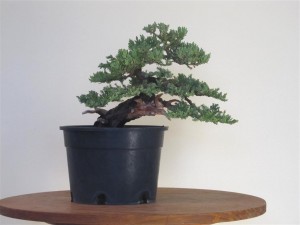 After removing the first and back branches. Gives the trunk more dominance using thinner branches and reducing the width