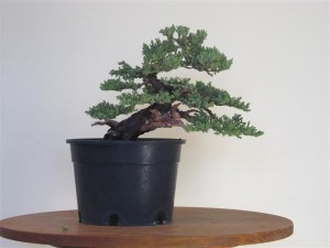 Also removed a heavy one near the top as there is plenty of fine growth to replace it