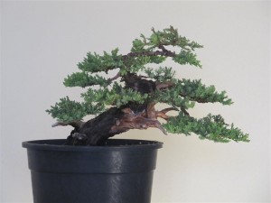 Closer view from the front. Happy with the progress of this tree