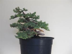 Closer view from the right side