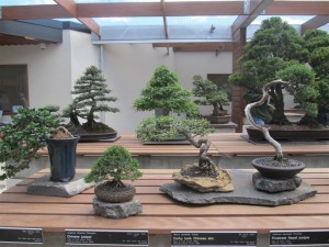 The smallest Bonsai on display
