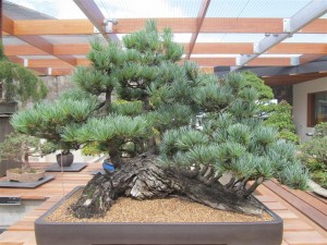 Japanese White Pine