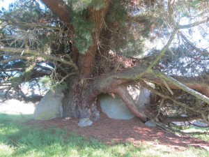 All the pines berminated in cracks in the rocks