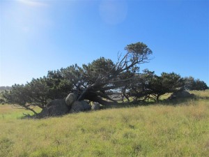 Windswept and ground layered