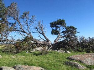Looks to have been blown apart by lightning strike
