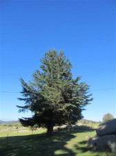 One of only a few Cedars