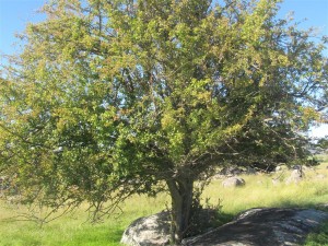 Hawthorn