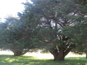 A group of Cypress