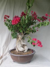 An old Bougainvillea with an interesting trunk. Lots of dead wood already to highlight and soft wood needs to be removed.