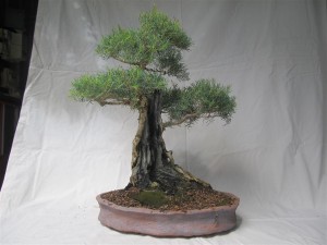 This rugged Australian made pot is softer and accentuates the tree better. A bit of a prune to contain the tree and get better layers. More carving work was done but I don't seem to have a pic of that. See if I can get one