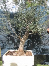 A tall strong olive needs some direction and carving to taper the trunk. Taller than we see most olives, this one is better left that way as it lacks good taper down low to cut back to.