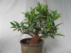 This little Fig is around 20 years old and it is a good time to start the branch development now the trunk is good.