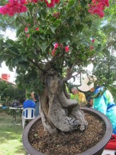 First the angle is changed so it doesn't come straight out of the ground and to give more flow to the deadwood. It also uses the top of the tree better to continue the trunk rather than have it appear lopped off.