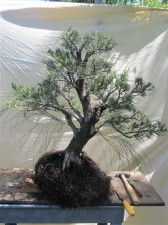 To here. The tree has had a thinning and some pruning at the top to get the direction of the apex heading back to the right to balance the tree better. The lowered branch needs to be shortened but was left with growing tips to keep the sap moving through the area.  More work to come and this will be a very nice natural looking Bonsai