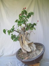 A bit of carving and pruning shows the trunk nicely
