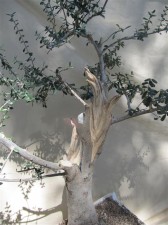 Close up of the initial work. The tree has been thinned but the tips left on most of the remaining growth to keep the tree strong and the sap flowing well through the carved section