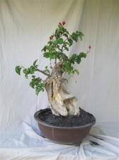 The timing was right so the tree was repositioned in the existing pot. Plenty of room for branch development in there.