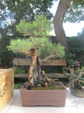 A beautiful Melealeuca. The width of the trunk is not taken advantage of with the current front. The pot is also a bit chunky for the rounded foliage pads