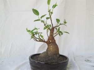 Not much attention has been paid to the roots and it lacks surface roots. All roots were pruned from underneath the trunk to encourage the lateral ones to get thicker and dominate the surface.