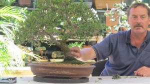 A beautiful Cork Oak. Very well cared for and nicely presented. The movement and taper of the trunk out of the ground is very nice and the ramification on each branch very well developed.