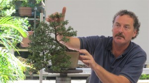 The crown was thinned and reduced in height, and could still go more. Extra branches are left on the tail to add thickness and these will be removed when achieved. A young tree with a bright future.