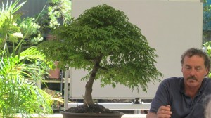 This beautiful Maple surprised me in the west with its magnificent foliage showing no signs of the extreme heat Perth gets. It is sun and wind protected and very well cared for and maintained. A real credit to the owner.