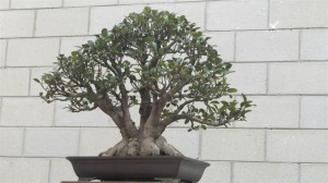 This tree reminded me of my Multi Trunk Fig and was used in conjunction with a photo presentation of refinement work done to mine to show what can still be done to this one to improve the quality of the structure, even though this one is already very good.  There is always a way to keep improving our Bonsai over the years.