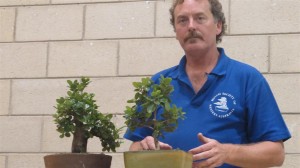 The focus then went on to how to grow Figs for best results. If growing from seed or cutting, it is best to keep the tree in a smaller pot for the first 2 or 3 years depending on what size Bonsai you want. If you go to big to fast the trunk will have less character and taper and the nodes will be further apart. If you want a good small bonsai, keeping it small keeps nodes/branches closer together within the height you want. You can then let it all grow free in a larger pot and when you it is thick enough and you want to cut it back, all those node points will still be there to throw new shoots off the thicker trunk